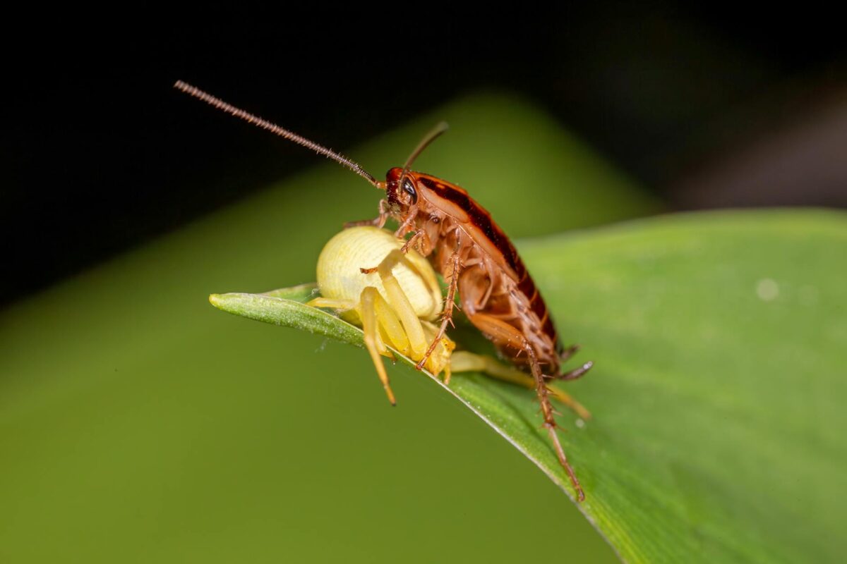 Hamam Böceği Nasıl Yok Edilir